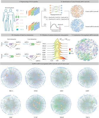 The Functional Characterization of Epigenetically Related lncRNAs Involved in Dysregulated CeRNA–CeRNA Networks Across Eight Cancer Types